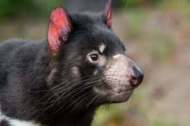 After 14 weeks they emerge out of pouch. Tasmanian Devils Have Evolved To Cure The Cancer That Was Killing Their Population Technology News Firstpost