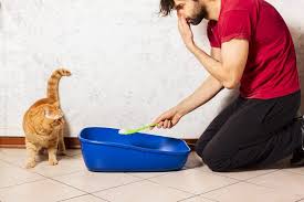 how to get cat smell out of the house