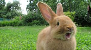 10 common rabbit illnesses and symptoms
