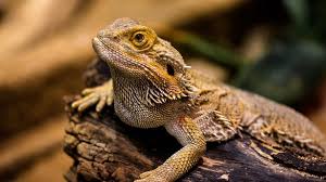 Bearded Dragon Lighting The Complete How To Guide Reptile Advisor