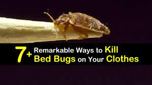 Kill Bed Bugs On Your Clothes