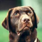 Vetgen Veterinary Genetic Services Canine List Of