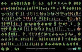 Woody Plant Wall Chart Leaves Of The Northern Forest Wp