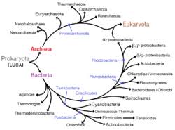 Prokaryote Wikipedia