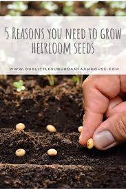 grow heirloom seeds
