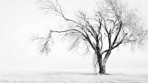 tree in white background white hd
