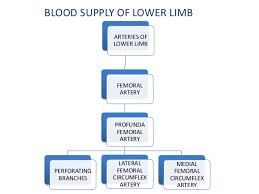 Blood Supply Of Lower Limb
