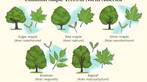 common maple varieties in north america
