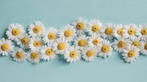 Chamomile Oil Benefits How To Use And Side Effects