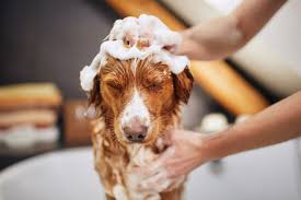 bathing your dog in the winter months