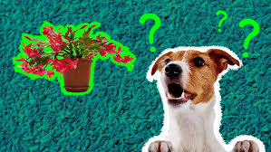 Are Cactus Poisonous To Dogs
