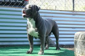 Search through thousands of dogs for sale and puppies for sale adverts near me in the usa and europe at animalssale.com. American Bully Zuchter Osterreich