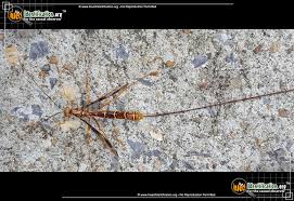 Segmented black insect with long tail, wings and orange legs Giant Ichneumon Wasp Long Tailed Megarhyssa Macrurus