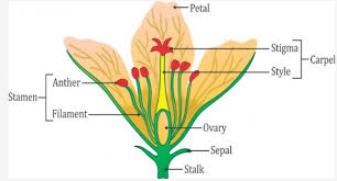 Then copy and complete these sentences. Draw The Diagram Of A Flower And Label The Four Whorls Write The Names Of Gamete Producing Organs In The Flower Sarthaks Econnect Largest Online Education Community