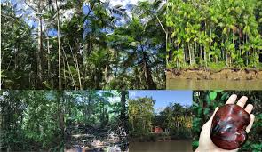amazonian estuarine forest