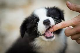 puppy biting what s normal what s not