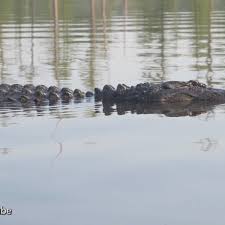 Wildlife expert spots long-rumored alligator in Arkansas lake