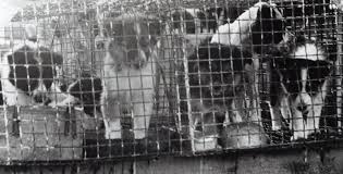 Petition    Shut Down Puppy Mills Once And For All       Change org Mercola Healthy Pets   Dr  Mercola
