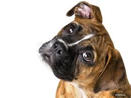 boxer dog wallpapers wallpaper cave