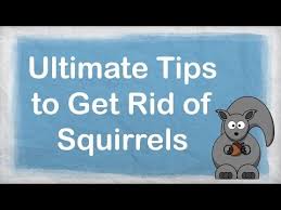 But squirrels can also run, climb, and gnaw their way into your attic. How To Get Rid Of Squirrels Ultimate Repellent For Getting Rid Of Squirrels How To Repel Pests Youtube