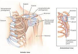 shoulder rehab exercises shoulder