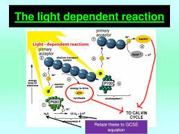 Ppt The Light Dependent Reaction