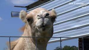 Mr fossett, who was raised in a circus family. Woman Bites Camel S Testicles Youtube