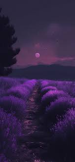 night lavender field art wallpapers