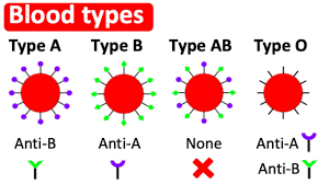 blood types type a b ab o what