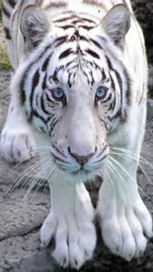 Here are only the best white tiger wallpapers. White Tiger Iphone Wallpaper Download White Tiger Iphone 628271 Hd Wallpaper Backgrounds Download