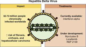 The variant, known as the delta or. A Review On Hepatitis D From Virology To New Therapies Sciencedirect