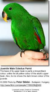 Eclectus Parrots Beauty Of Birds