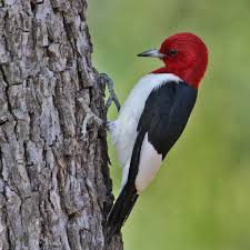Red Headed Woodpecker Facts Habitat Diet Life Cycle Baby