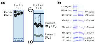 gel electropsis proteins