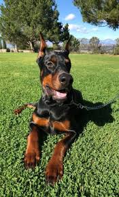 The doberman pinscher was first registered by the akc in 1908 and was grouped as working. Pennysaver 100 Quality European Doberman Puppy In Los Angeles California Usa