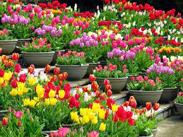 История на цветята и много. Interesno Za Gradinata Cvetya Igrachki Interior Posts Facebook