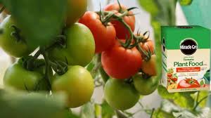best fertilizer for tomatoes by
