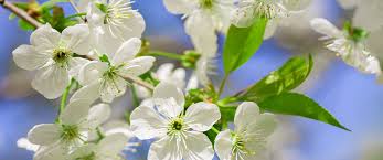 Easy to grow and establish nearly. Spring Flowering Trees And Shrubs For Edmonton Salisbury Landscaping