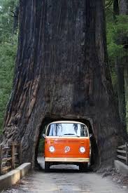 Mammutbäume, botanisch korrekt sequoioideae, sind zypressengewächse, also nadelbäume. Sequoia Mammutbaume Baume Wachsen Nur Auf Dem Westhang Der Bergkette Die Kali Sequoia Nationalpark Usa Reise Mammutbaum