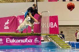 diving dogs american kennel club