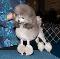 toy poodle breeders puppies health