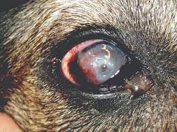 managing canine corneal ulcers today