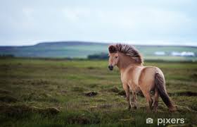 Fototapeta Islandský kůň • Pixers® • Žijeme pro změnu