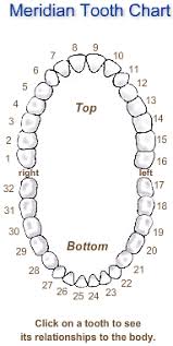 Meridian Tooth Chart Total Mouth Fitness