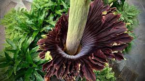 Corpse flower or giant corpse flower can refer to: Breathing Life Into The Corpse Flower