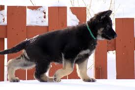 Keep in mind, the gsd has a. German Shepherd Dog Club Of America Gsdca German Shepherd Dog Club Of America