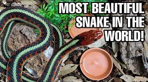 red sided garter snake