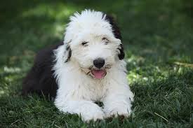 We raise 8 to 11 puppies at a time, giving each pup the individualized care they need. Old English Sheepdog Puppies For Sale Akc Puppyfinder