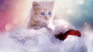 Hd & 4k quality no attribution required free for commercial use. Hd Wallpaper Cat Animal Christmas Eyes Beautiful Cute Kitten Wallpaper Flare