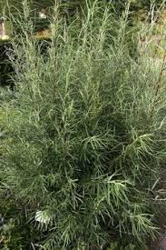 Salix rosmarinifolia - Hortipedia